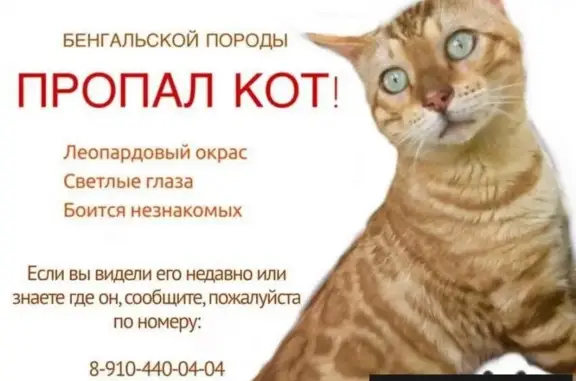 Пропала кошка в парке березовая роща, Москва