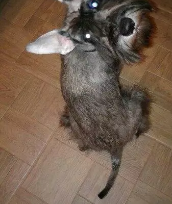 Пропала собака в Норильске: Щенок Шерлок, цвергшнауцер, вознаграждение.