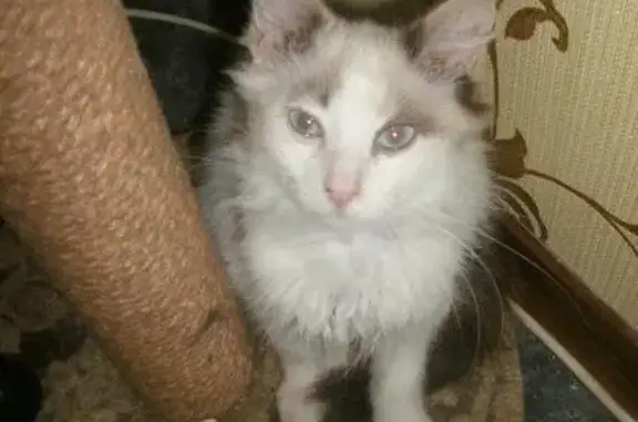 Пропала кошка Ника в районе Петрищева, голубые глаза, вознаграждение.