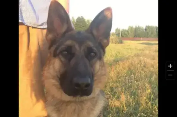 Пропала собака в деревне Поповка, Московская область