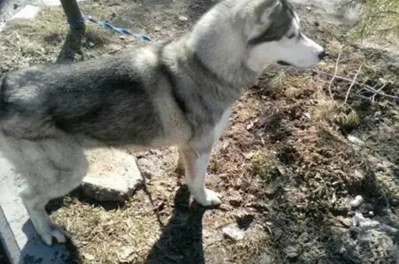 Потерянная собака Хаски в Ярославле
