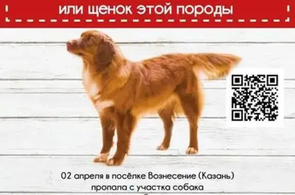 Пропала собака в посёлке Вознесение (Казань) - ищем Дуню!