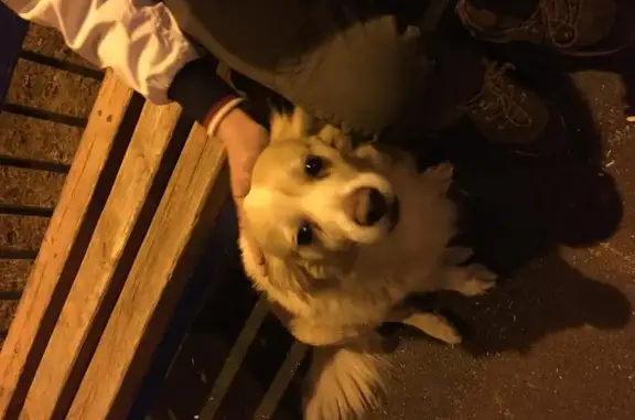 Собака найдена на Литовском бульваре (Москва, 26)