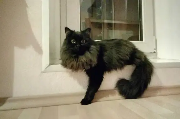 Пропала черная кошка на улице Софьи Ковалевской, Москва