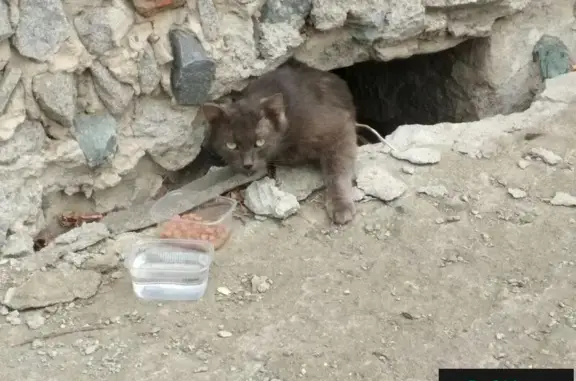 Найдена черная кошка в Асбестовском переулке!