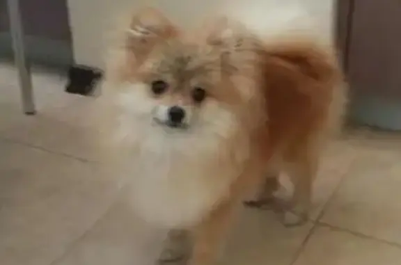 Собаки потеряшки, Лорис, фото: Потеряшка рыжая собака в посёлке Лорис, Краснодар.