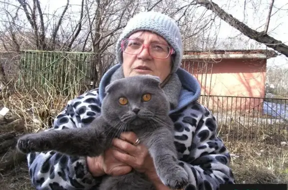 Найден кот в Дальнем Куйбышево, ищут хозяев