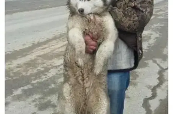 Найдена собака в Южно-Сахалинске.