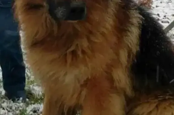 Пропала собака в Пушкино МО - немецкая овчарка, старая, без ошейника.