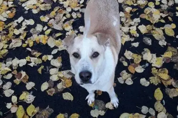 Пропала собака Белка в Губкине, Белгородская область