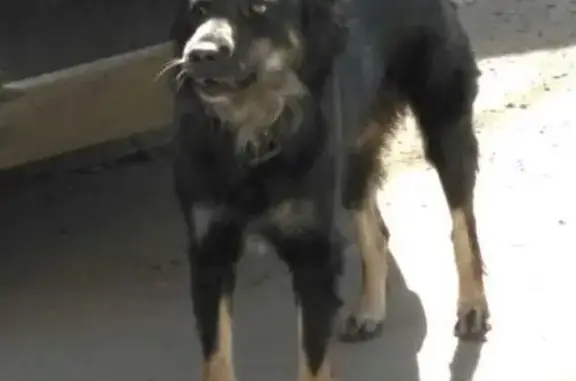 Пропала и найдена собака в Москве, район Аэропорт