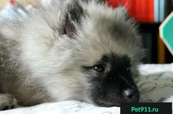 Пропала собака Томми в Рыбинске, помогите найти!