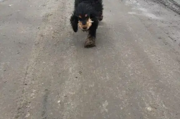 Собака-спаниель найдена в Тобольске