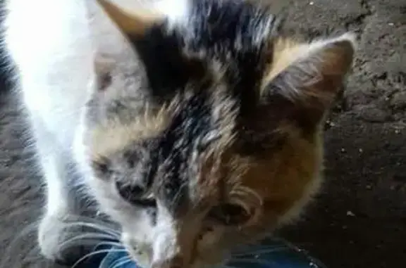 Найдена кошка на ул. Заводская, ищут хозяев