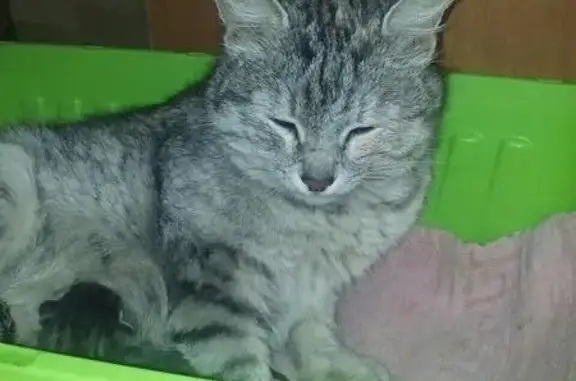 Найдена кошка в Боре