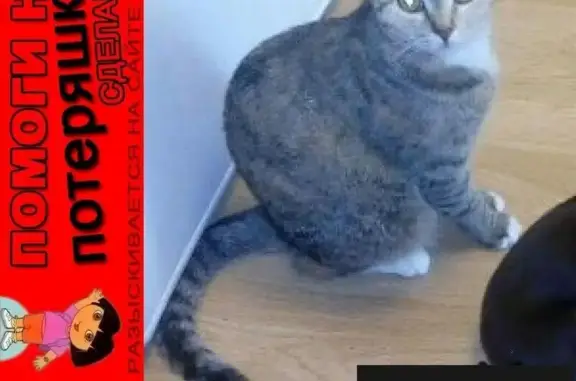 Пропала кошка Сима в Коломне