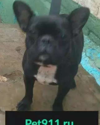 Пропала собака в Н.Доскино, Н.Новгород, Французский бульдог 