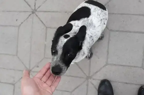Найдена домашняя собака в Омске