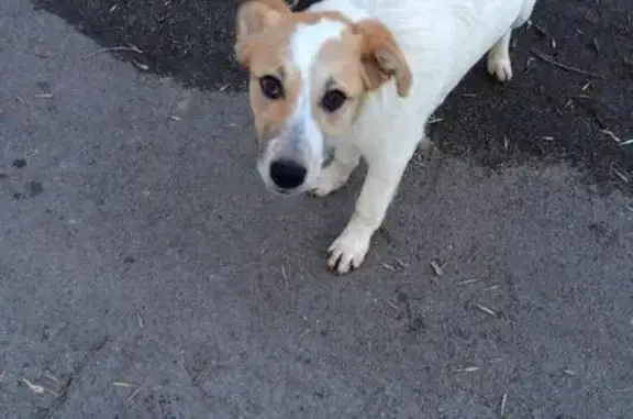 Пропала собака в Новокуйбышевске