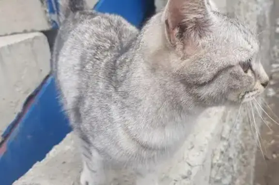 Найден котенок в Омске, помощь в ветеринарной клинике