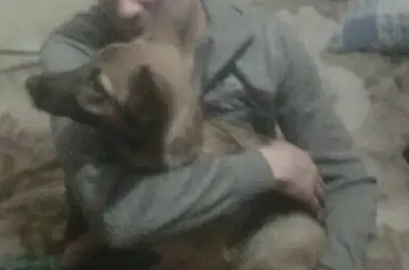 Собаки потеряшки, Екатеринбург, фото: Потеряшка маленькая рыжая овчарка с зеленым ошейником (Екатеринбург)