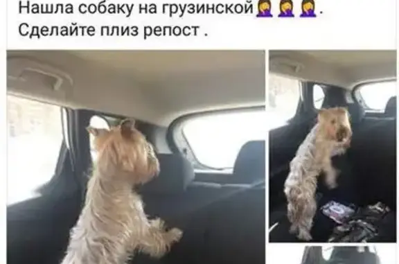 Найдена собака в Москве, район Красной Пресни, возле Московского зоопарка
