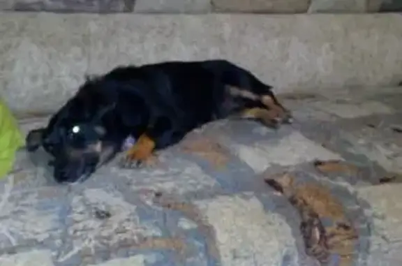 Собака найдена в Таганроге на 10-м Новом переулке.