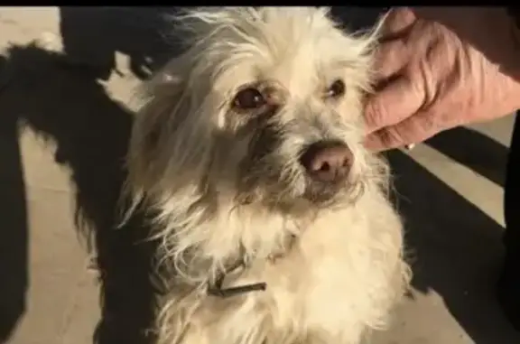 Найдена собака, Некрасовское, фото: Собака на проспекте Авиаторов в Ярославской области