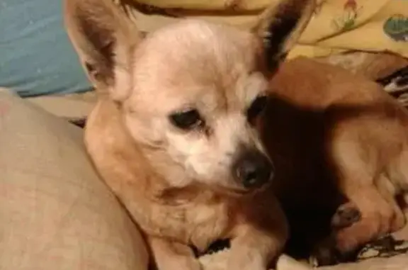 Пропала собака породы чихуа хуа в Тольятти