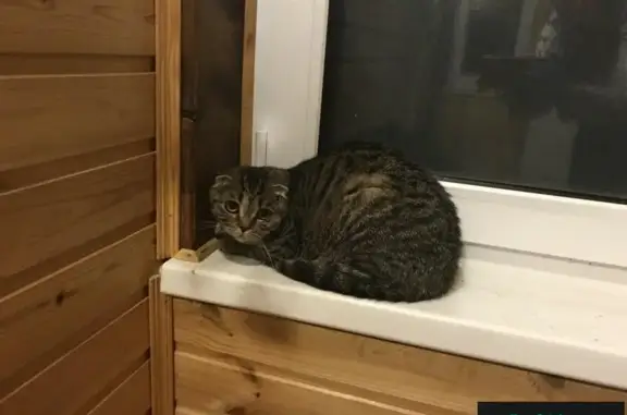 Найдены 11 породистых кошек в Дубне: ищут дом срочно!