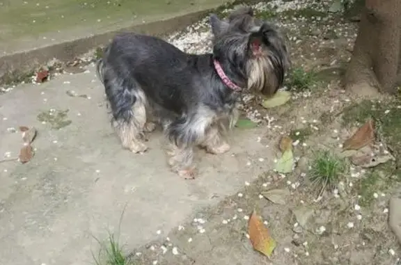 Найдена собака в Адлере с розовым ошейником