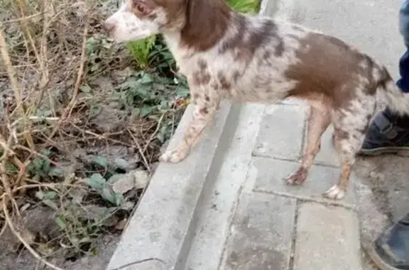 Найдена собака в Новой Опалихе!