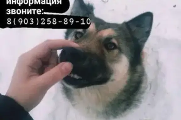 Пропала собака Юта в Солнечногорске