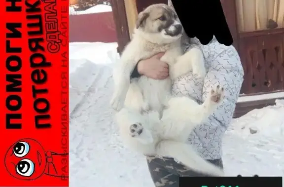 Собаки потеряшки, СНТ Строитель-1, фото: Потеряшка собака на острове Ясачном