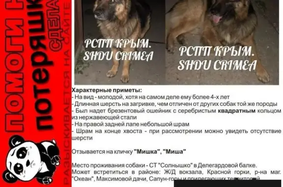Пропала собака в Севастополе, район Делегардовой балки