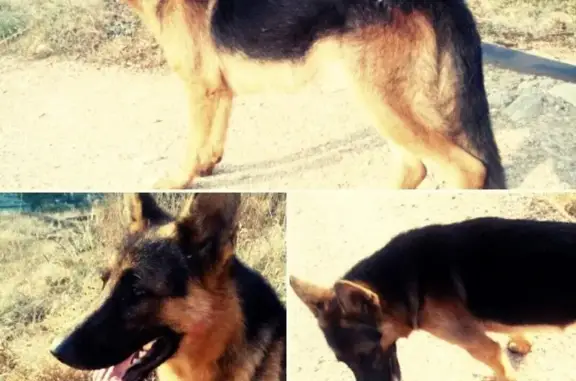 Пропала собака в Балаклаве, Севастополь #собаки #пропал