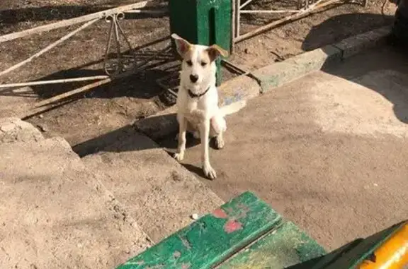 Найдена собака на Большой Черемушкинской в Москве!