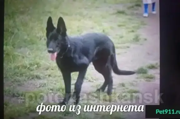 Пропала собака в районе Немировича-Данченко - Ватутина!