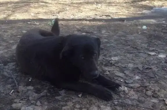 Найдена собака в Токсово, ищем хозяев