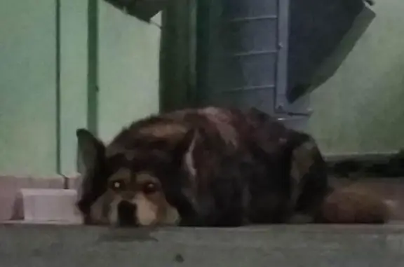 Пропала собака в районе Свиблово, Москва