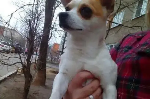 Найдена собака на Андропова в Ступино