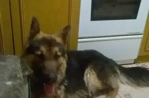 Найдена собака в Симферополе: ищут старых хозяев