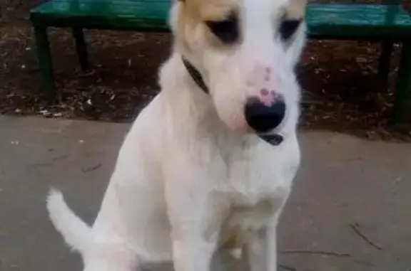 Найдена белая собака на Б. Черёмушкинской