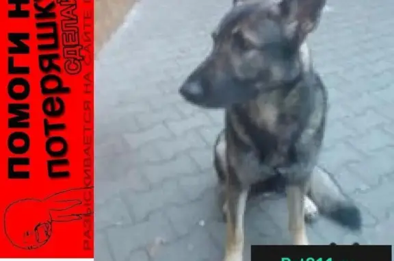 Пропала собака Пума в Новоильинском районе, Кемеровская область