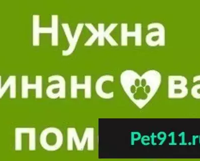 Собака в опасности: помогите перевезти из Владимира в Рязань!
