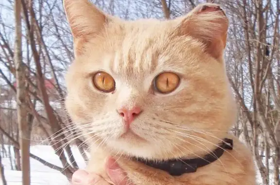 Найдена красивая котоморда в Уфе
