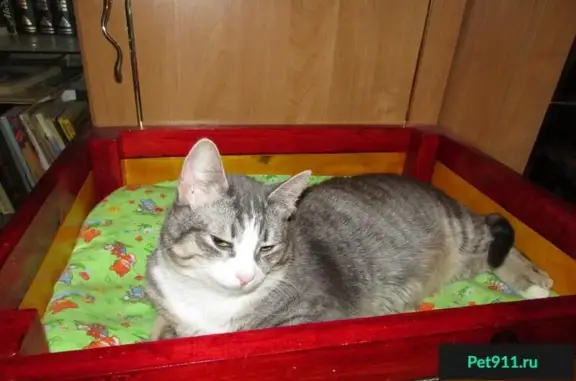Найдена кошка Соня в Ухте, ищет дом