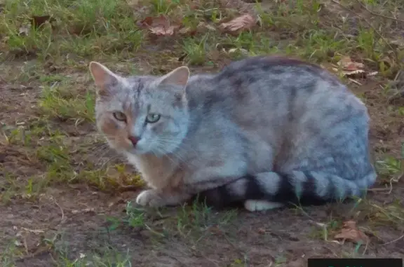 Найден котик в Ступино, ищем хозяев или приют