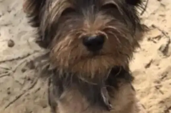 Найден щенок йорк в Каменск-Шахтинском