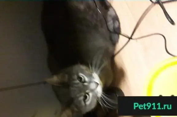 Пропала кошка, найден серый кот в Москве